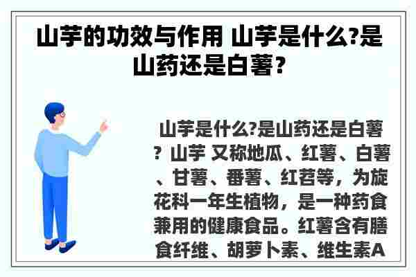 山芋的功效与作用 山芋是什么?是山药还是白薯？